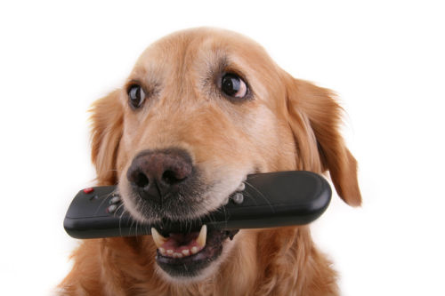 Dog and Remote